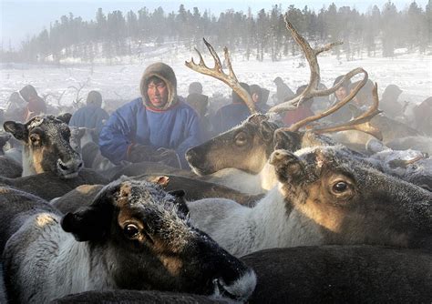 Canadian researchers count on Siberian reindeer herders to solve archaeological mystery – RCI ...