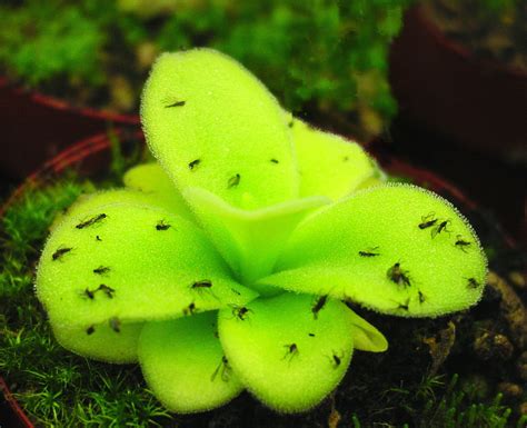 a close up of a small green plant