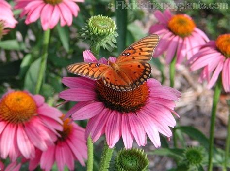 Butterfly plants, Florida flowers, Florida plants