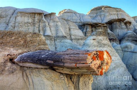 Hoodoo Photograph - Petrified Tree Bisti/De-Na-Zin Wilderness by Bob Christopher Petrified ...