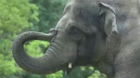 Elephant's death draws criticism - CNN Video