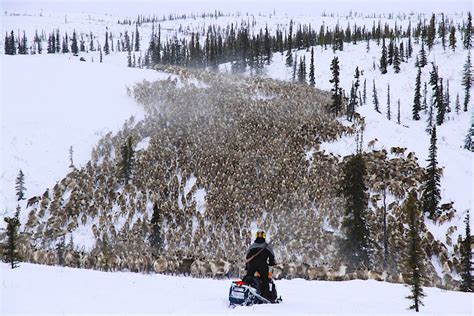 Go North: reindeer herding in the Northwest Territories - Lonely Planet