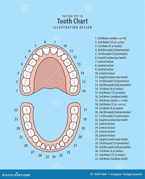 Tooth Chart with Number Infographic Illustration Vector on Blue Stock ...