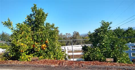 Cara Cara navel orange tree: a profile - Greg Alder's Yard Posts: Southern California food gardening