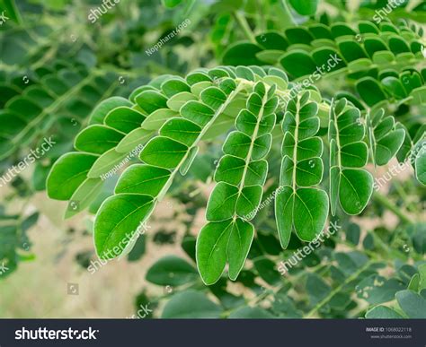 Close Leaves Rain Tree East Indian Stock Photo 1068022118 | Shutterstock