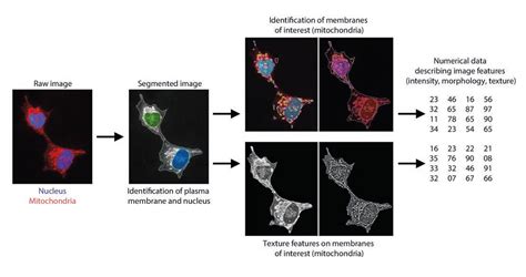 High content screening microscopy: It’s all about numbers - The Physiological Society