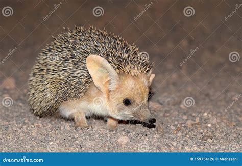 The Long-eared Hedgehog in Desert Stock Photo - Image of central ...