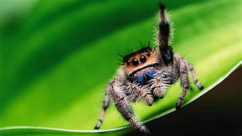 Your Comprehensive Guide to Owning a Jumping Spider Pet - FurBallFun