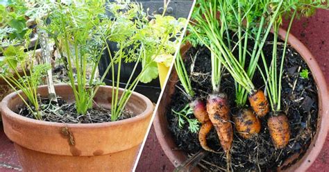 Grow Carrots in Containers - Gardening Channel