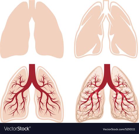 Human lungs Royalty Free Vector Image - VectorStock