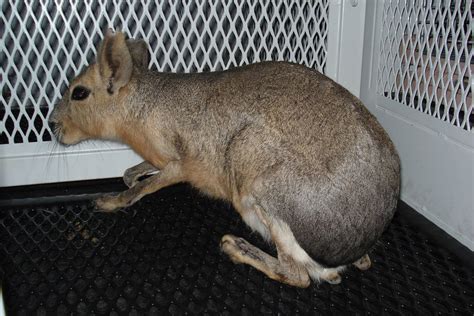 South American rodent found in west Las Vegas parking lot | Local Las ...