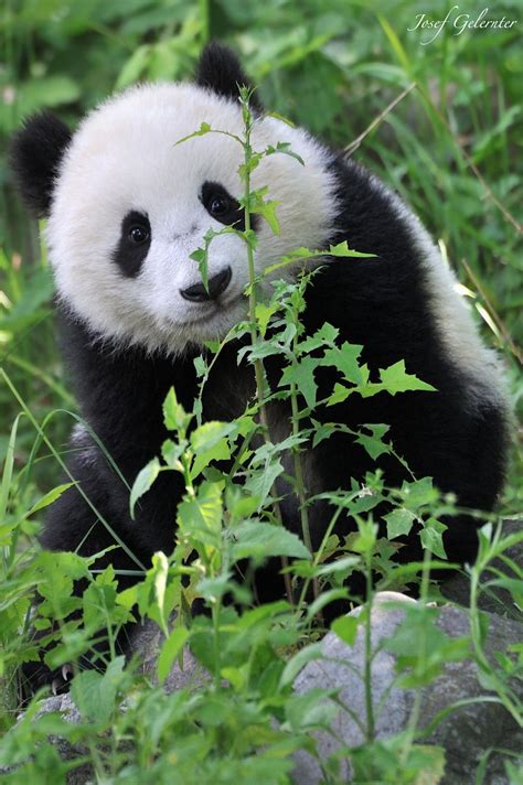 Bamboo ??? by Josef Gelernter / 500px | Panda bear, Cute panda, Panda love