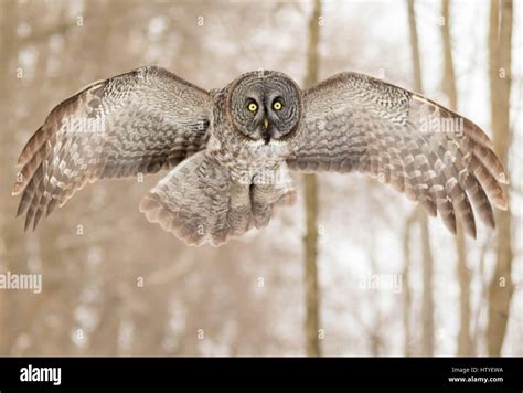 Great gray owl flying in hi-res stock photography and images - Alamy