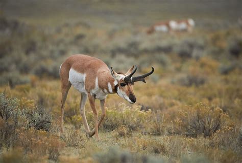 How to Photograph Wildlife in Yellowstone National Park - Lamar Valley