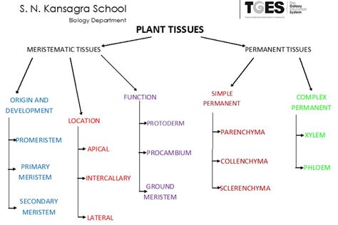 The 4 Types Of Tissue