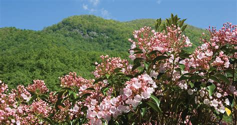 Mountain Laurel, Native to Cullowhee | Our State