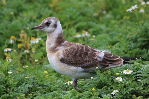 Black-headed Gull juvenile | BirdForum