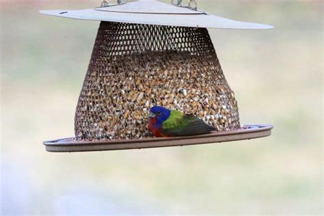 Painted Bunting Far From Home - The National Wildlife Federation Blog