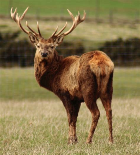 TheTamshee: Red Deer In Scotland