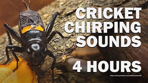 Cricket Crick Crick Sounds - Cricket Chirp Sounds - 4 Hours in 2023 | Crickets chirping, Cricket ...