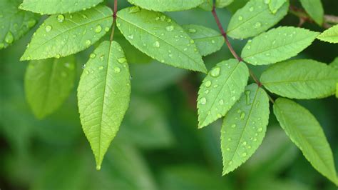 Green Leaves Background : Green Leaves Vector Graphics To Download ...