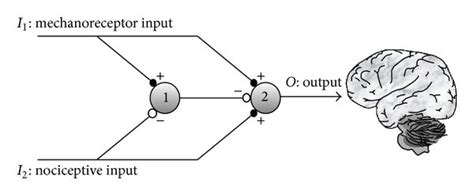 (a) The gate control mechanism proposed by Melzack and Wall in 1965 ...