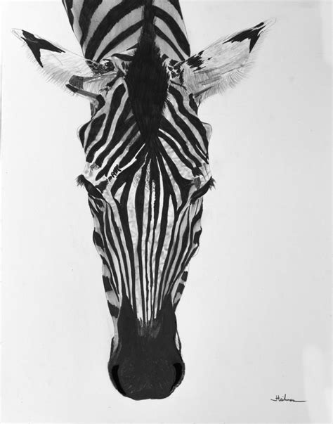 ORIGINAL Realistic Zebra Pencil Drawing in graphite pencil on