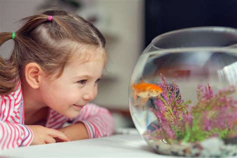 101 Goldfish Names | Great Pet Goldfish Names 2022 (Updated) – Fishkeeping Forever