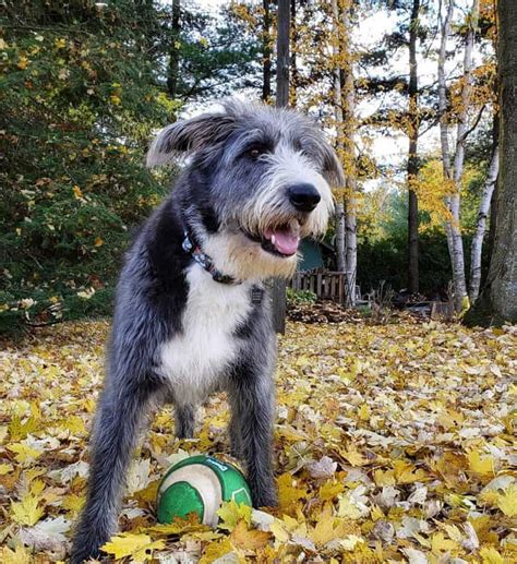 The kind and intelligent German Shepherd Poodle mix dog - K9 Web