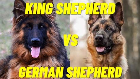 King German Shepherd, Hug Friendship, Two Dogs, Brain Training, Dog ...