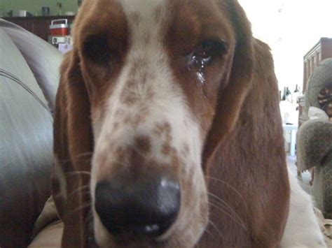 Sad dog | holga_new_orleans | Flickr
