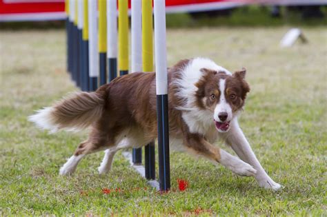 Two Popular Canine Sports Your Athletic Dog Will Love - Dog Training ...