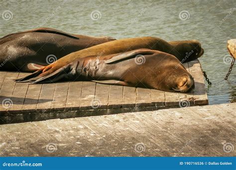 Sea Lions on Dock at Fisherman`s Wharf Stock Photo - Image of cute ...