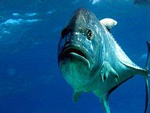 Giant trevally - Wikipedia