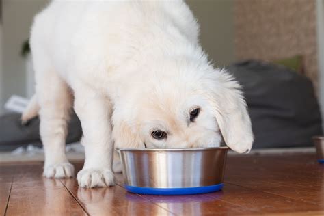 The 7 Best Organic Dog Foods of 2022