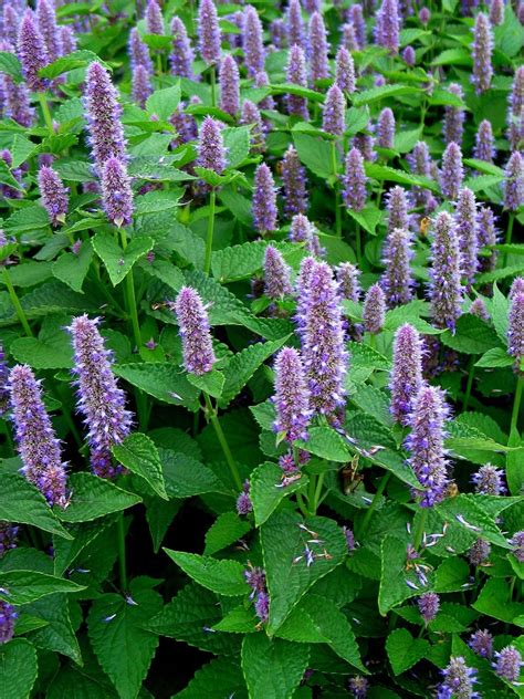 Anise Hyssop' - Edible Flowers ... | Perennial herbs, Plants, Pollinator garden