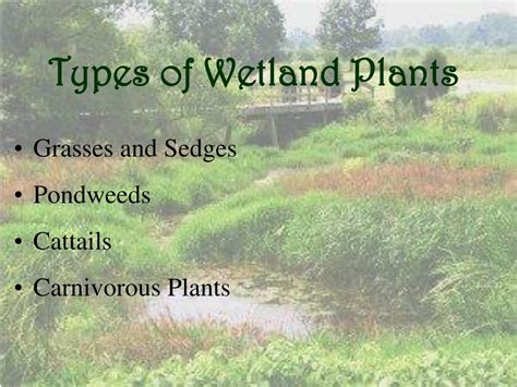 PPT - Wetland Plants PowerPoint Presentation, free download - ID:1250444