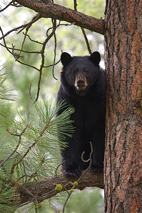 54 best Black Bears in the Smokies images on Pinterest | Bears, Black bear and Smoky mountain