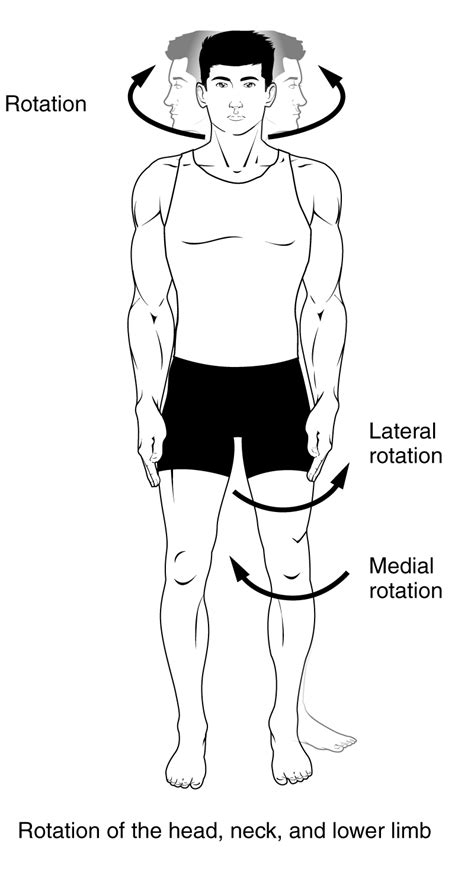 Movimientos anatómicos del cuerpo humano | David Morgan's