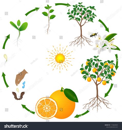 1,406 Citrus cycle Images, Stock Photos & Vectors | Shutterstock