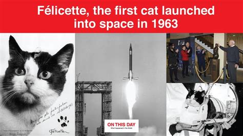 Félicette, the first cat launched into space in 1963 - On This Day : r/Spaceexploration