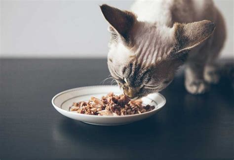 8 Healthy Homemade Foods (With Recipe) For Cats