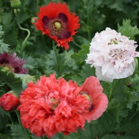 Poppy Mix – Urban Seedling