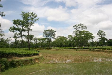 In Assam, tea fields adjoin the paddy fields – Discovering Tea