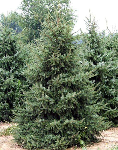 Picea omorika - Moon Nurseries