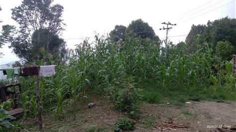 KEBUN JAGUNG DI SAMPING RUMAHKU - YouTube