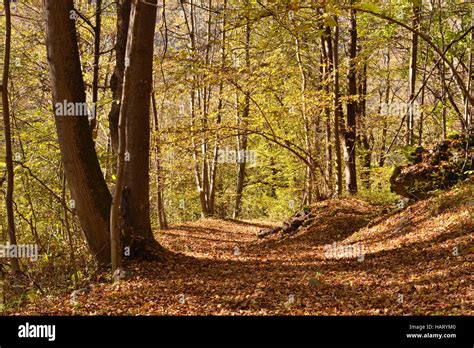 Autumn colors in the wood Stock Photo - Alamy