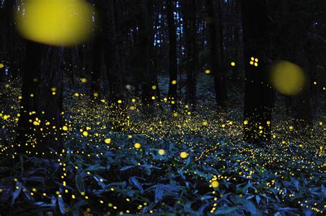 Long Exposure Photos of Fireflies Lighting Up the Forest Night ...