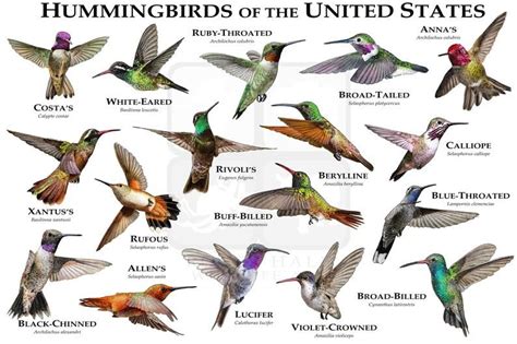 Hummingbirds of the United States Art Poster Print / Field Guide - Etsy | Backyard birds ...