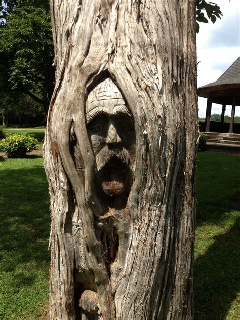 Tree face | Tree faces, Nature tree, Weird trees